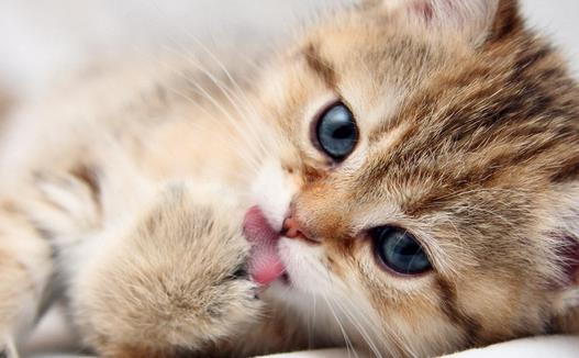 1619142300304933.jpg 猫咪.jpg